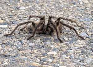 Patagonian tarantula