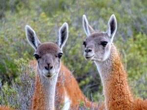 Guanaco's