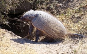 Big-Hairy Armadillo