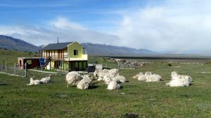 De geiten genieten van de lentezon