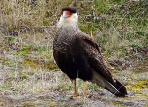 Southern Crested Caracara