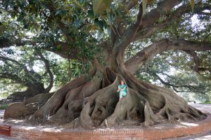 216 jaar oud, 20m hoog, 50m breed Ficus Elastica