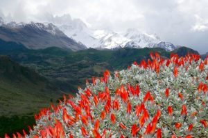 De prachtig bloeiende Mata Guanaco