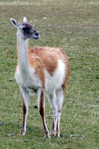 Guanaco