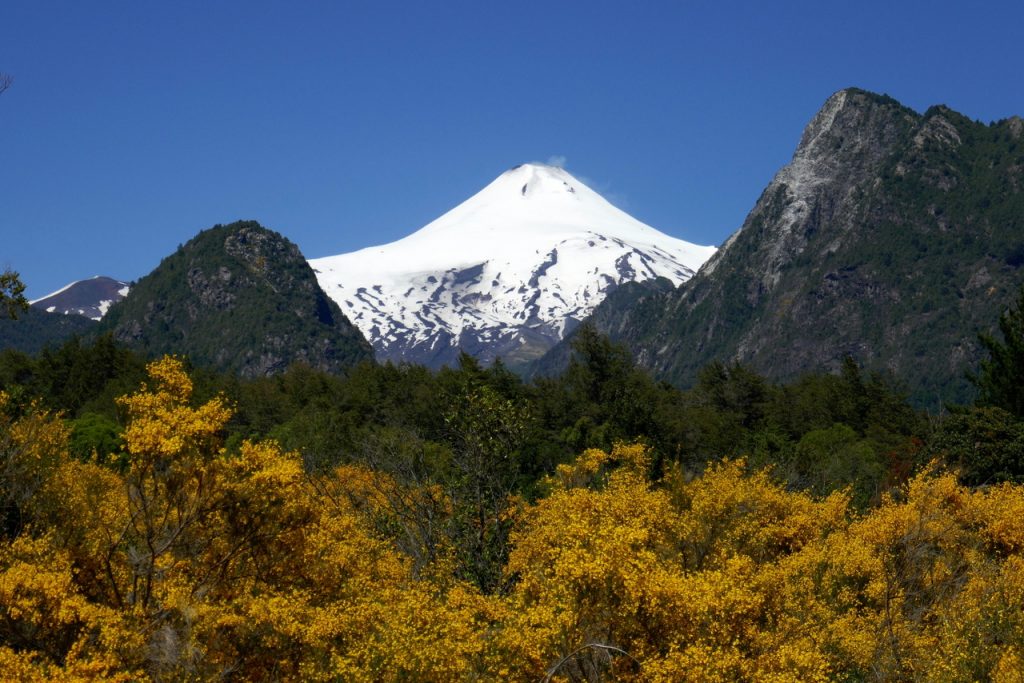 De gele brem met in de achtergrond de Villarica