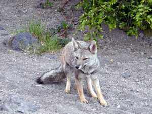 Grijze vos bij Laguna Verde