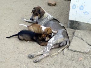 Puppies worden gevoerd